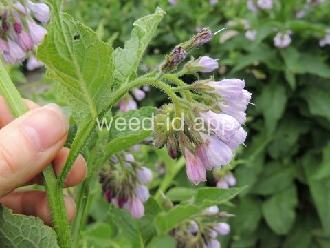 comfrey, common